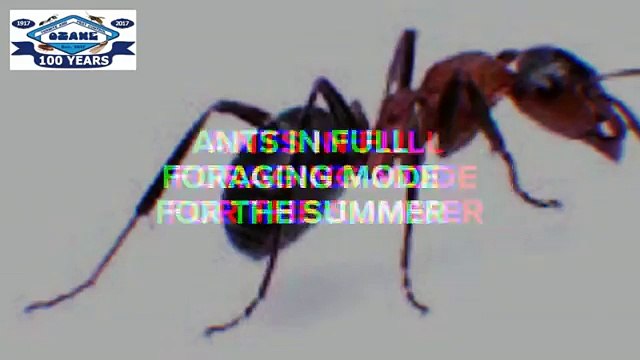 Black Ants In Belmar NJ 732-504-3758 Ozane.com