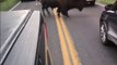 Il sort de sa voiture et provoque un Bison à Yellowstone