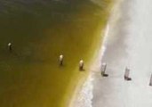 Dead Fish Wash Up on Florida Shore in Wake of Red Tide