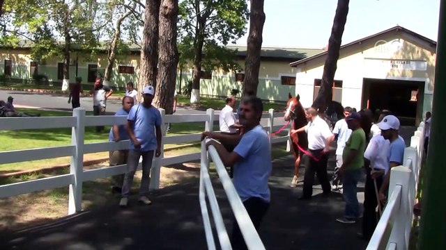 Safkan Arap taylarından 2,2 milyon lira gelir - BURSA