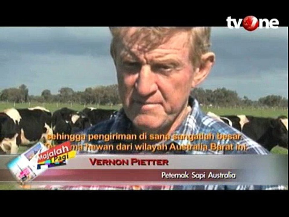 Sapi-sapi Ini Memiliki Label Halal