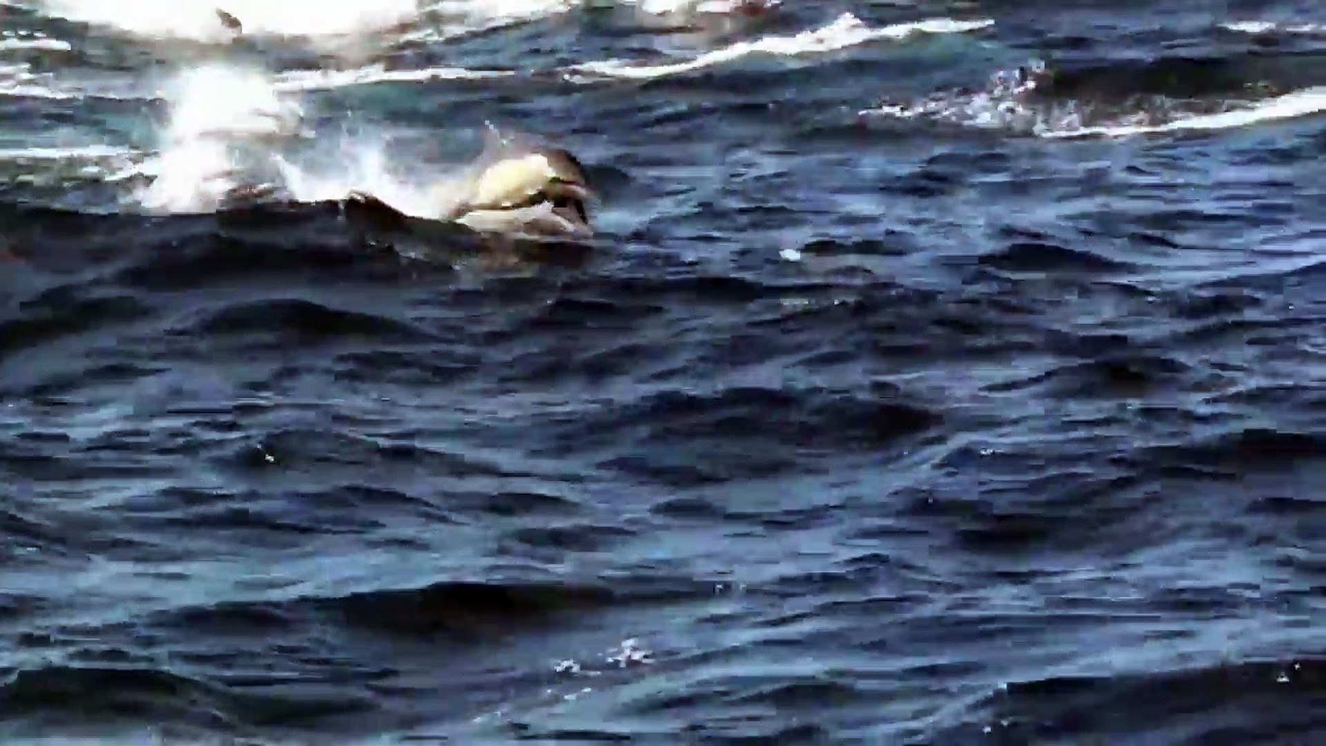 ⁣Dolphins Orca Chase (real-time speed)