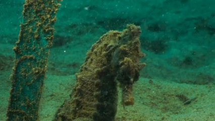 Искусственный заповедник для морских коньков