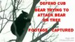 Bear trying to attack bear on tree to protect cub , footage captured
