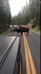Ce conducteur fait face à un bison qui finit par le charger!