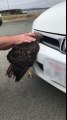 Ce faucon est coincé vivant dans la voiture dans la grille d'aération !