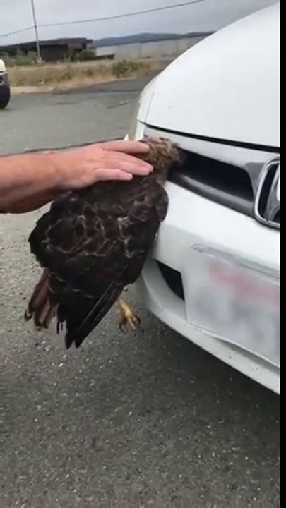 Ce faucon est coincé vivant dans la voiture dans la grille d'aération !