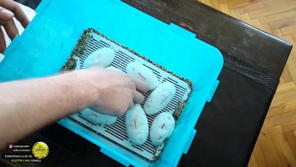 SEZONUN YENİ PİTON YUMURTALARI! YILAN YUMURTA KESİMİ