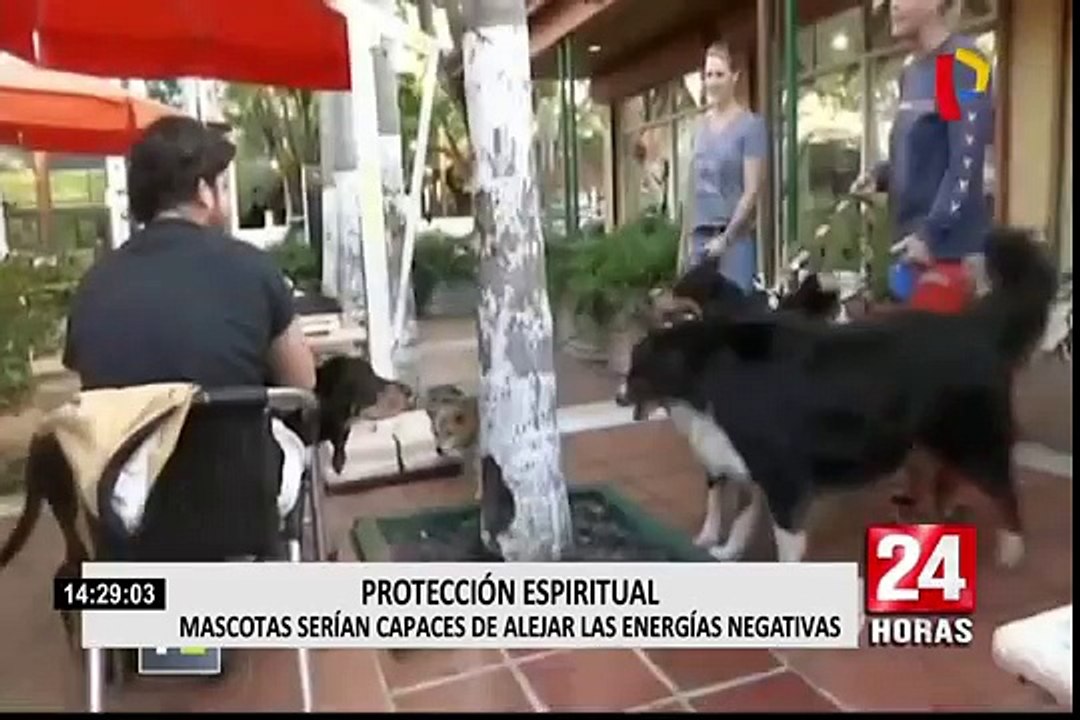 Conozca la importancia de la protección espiritual de las mascotas