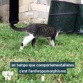 Journée mondiale du chat: cette comportementaliste vous décrypte tous ces petits gestes incompréhensibles de votre félin