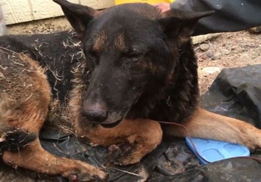 Dog Burnt in California Fires Discovered by Volunteer Team