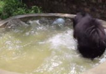 Descargar video: Rescued Sloth Bear Cools Off in India With a Fun Swim