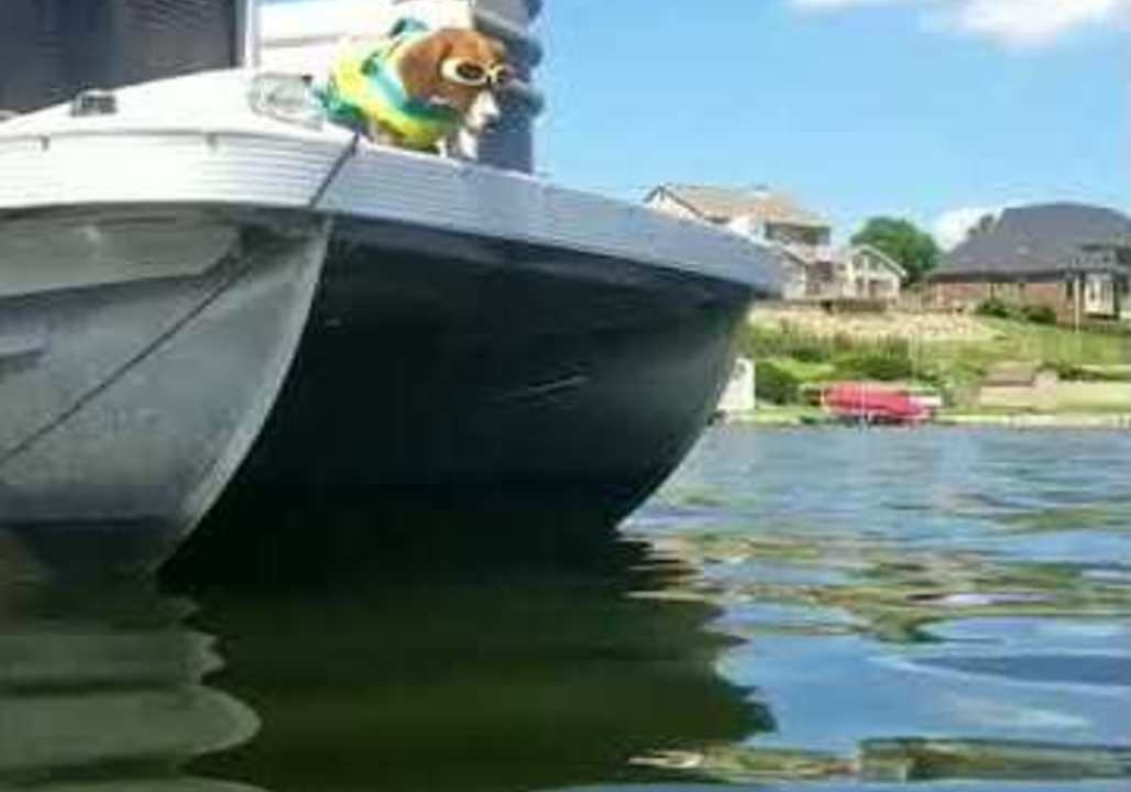 Fearless Dachshund Makes a Splash While Cruising on Boat
