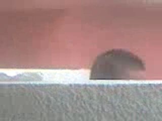 mdr En Vac Alalala C T Tro Net