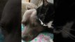 Cuddly Cat Just Wants to Show Her Pooch Pal Some Love