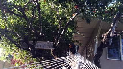 Peach Thief Caught in the Act