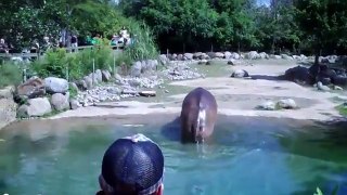 World's Biggest Fart The Hippo Like & Share