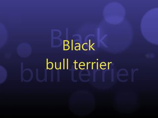 black bull terrier