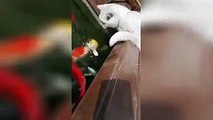 【Video】A hilarious moment was captured when a cat tries to “kiss” a yellow fish in a pond at a park in Southwest China’s Chongqing on July 31. Video: VCG