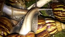 Attack of the Giant African Snails || 100 Giant African Land Snail Eating Chips