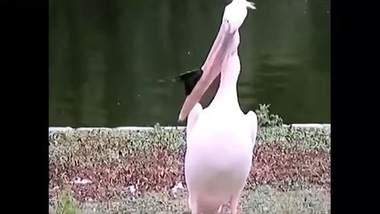 أحقر مفترس على وجه الارض !! شاهد ماذا يفعل بضحاياه