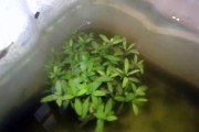 plantas aquáticas fácil manutenção