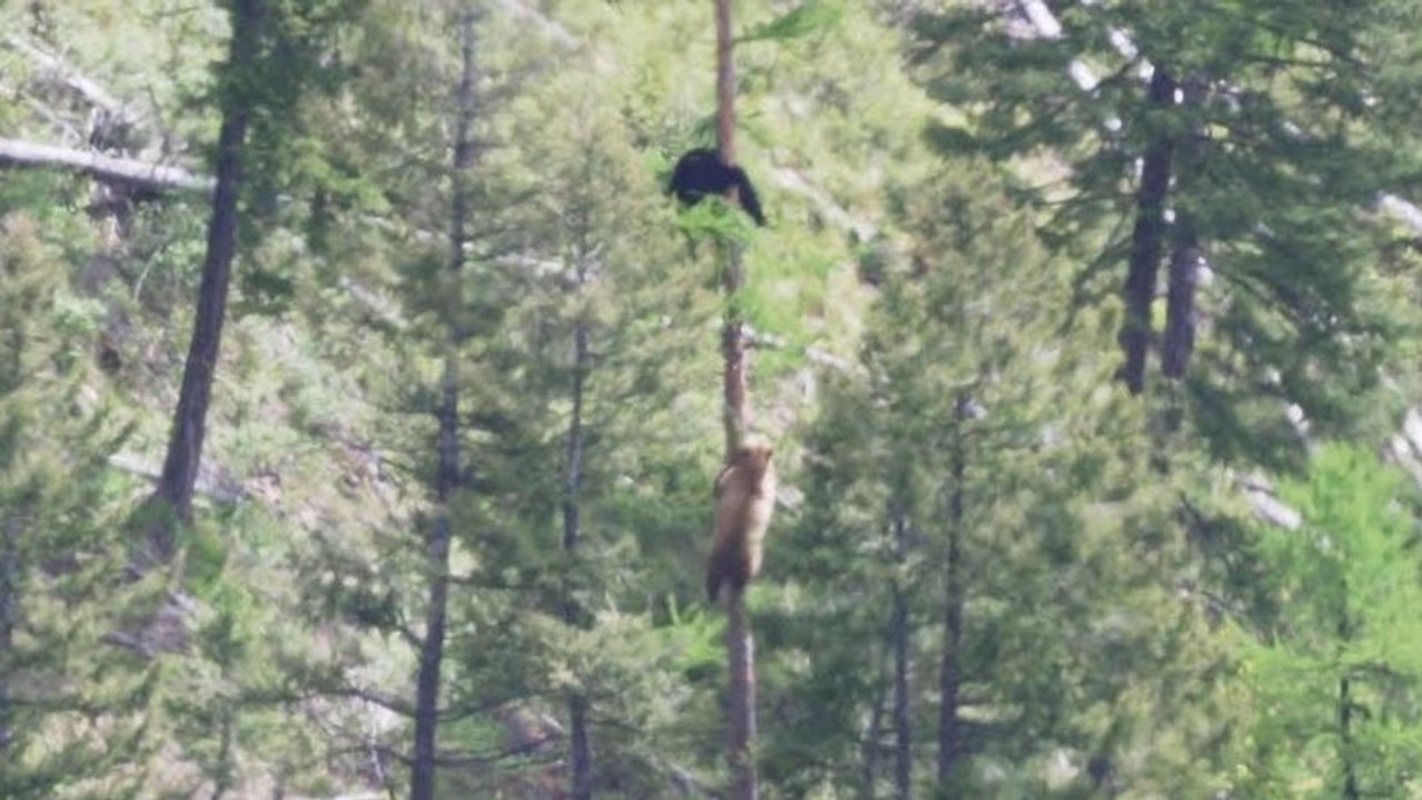 Un Ours mâle et Ours femelle se poursuit dans un arbre