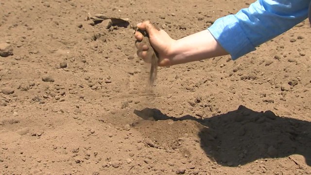 폭염에 제주 당근 주산지 가뭄 / YTN