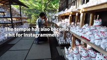 Cat snap: Tokyo 'lucky cat' temple draws Instagrammers
