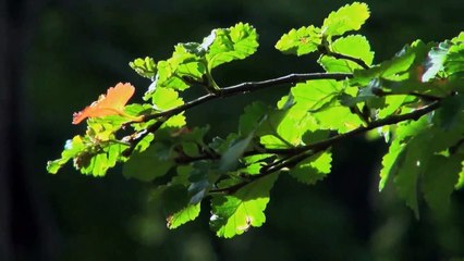 A vendre - Appartement - Lisboa (1050-185) - 4 pièces - 94m²