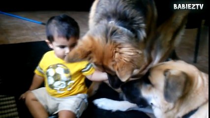 Big Dogs Playing with Babies Compilation 2015 [NEW HD VIDEO]