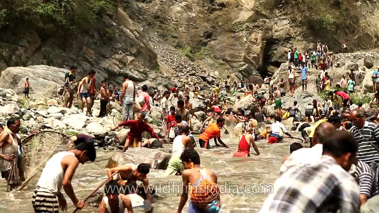 Fish killing festival of the Himalaya- Maund mela