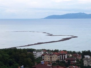 Bakan Pakdemirli: Ordu'yu Vuran Sel Nedeniyle Fındıktaki Zarar 600-700 Ton