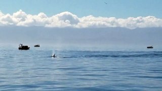 All About Whales - Humback altruism! Protecting a sea lion from transient orcas near Port Angeles WA (vid 1)