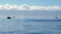 All About Whales - Humback altruism! Protecting a sea lion from transient orcas near Port Angeles WA (vid 1)