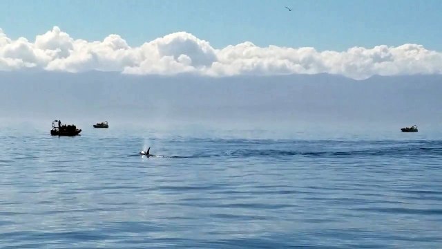 All About Whales - Humback altruism! Protecting a sea lion from transient orcas near Port Angeles WA (vid 1)
