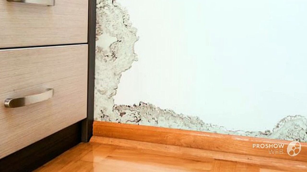 Mold Removal Professionals at Port Saint Lucie, FL