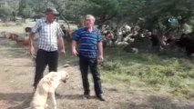Boz Ayının Saldırısına Uğrayan Köpek Bursa'ya Götürüldü