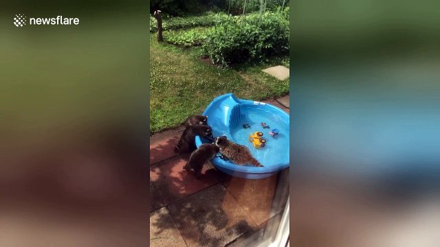 Family of racoons spotted cooling off in back garden kiddies' pool