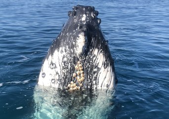 Queensland Police Have Close Encounter With Whale