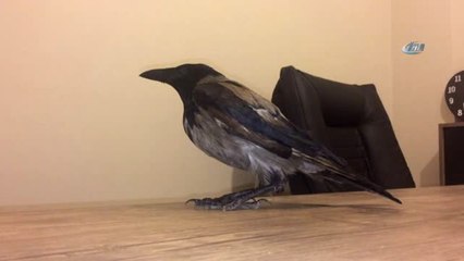 Yaralı Kargayı İyileşene Kadar Evinde Misafir Edecek