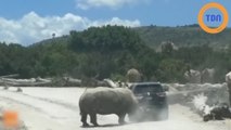 Au Mexique, un rhinocéros en rut attaque une voiture !