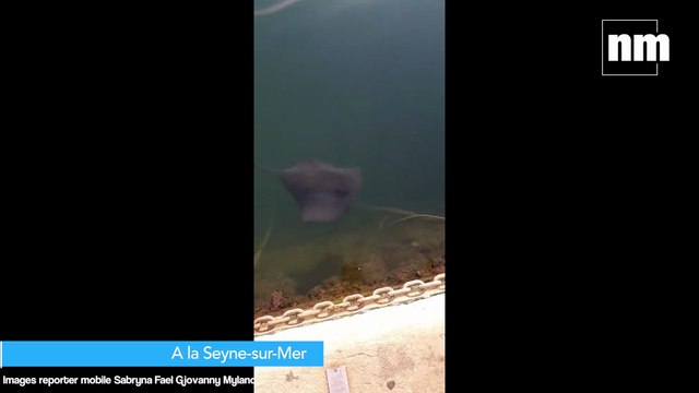 Des raies aperçues en bord de mer dans le Var et les Alpes-Maritimes