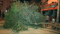İzmir'de ağaç yola devrildi, şans eseri kimse yaralanmadı