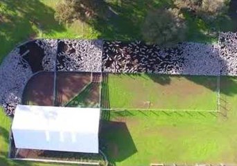 Drone Video Shows Mesmerising Movements of Farm Sheep