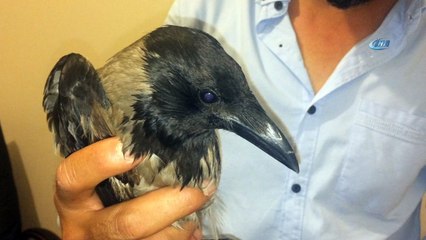 Yaralı kargayı iyileşene kadar evinde misafir edecek