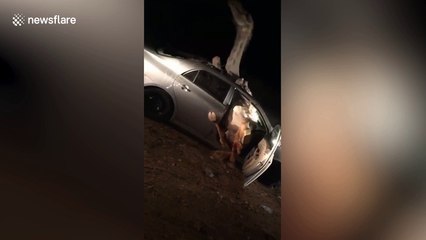 Bizarre moment camel becomes trapped inside car after smashing through windshield in head on collision