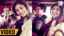 Shilpa Shetty Gets A Kiss From A Chimpanzee | WATCH VIDEO