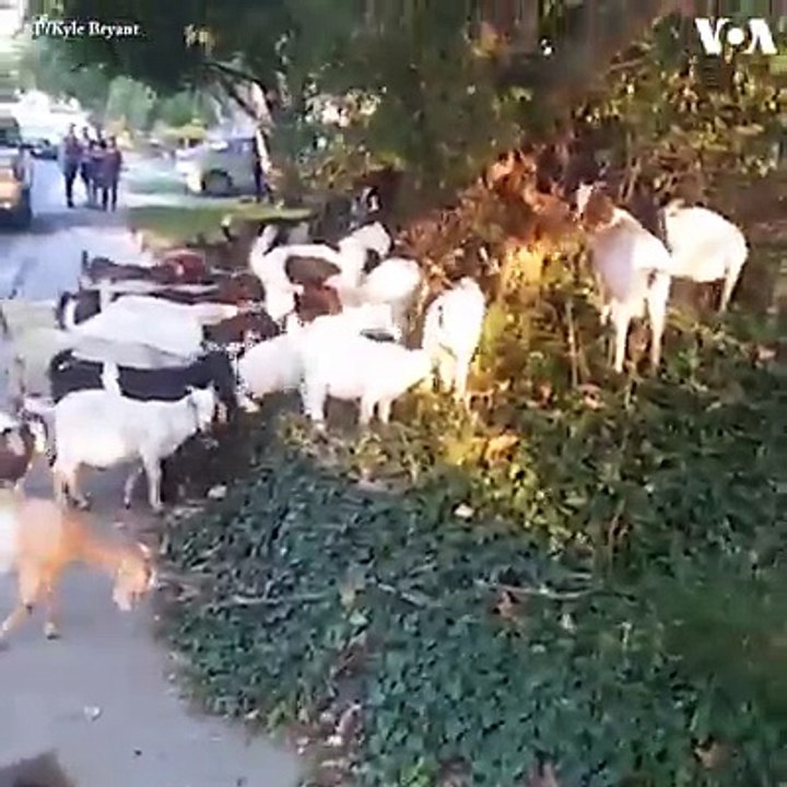 بیش از ۱۰۰رأس بز روز جمعه صبح در حومه شهر بویز، در ایالت ایداهو فرار کردند. این بزها  وارد چمن ها و سبزه های خانه های مردم شدند و به چریدن شروع کردند.#voasocia