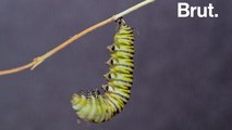 Comment les chenilles se transforment-elles en papillons ?